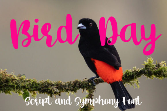 Bird Day Font: A Flowing Script for Editorial Design